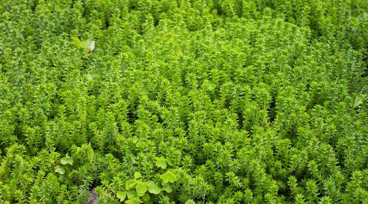 Close-up of Stonecrop 'Sedum Spanish,' ground cover in a sunny garden. These low-growing perennial forms are dense, fleshy rosettes of succulent leaves of bright green color. The leaves are spoon-shaped and coated with a powdery or waxy substance.