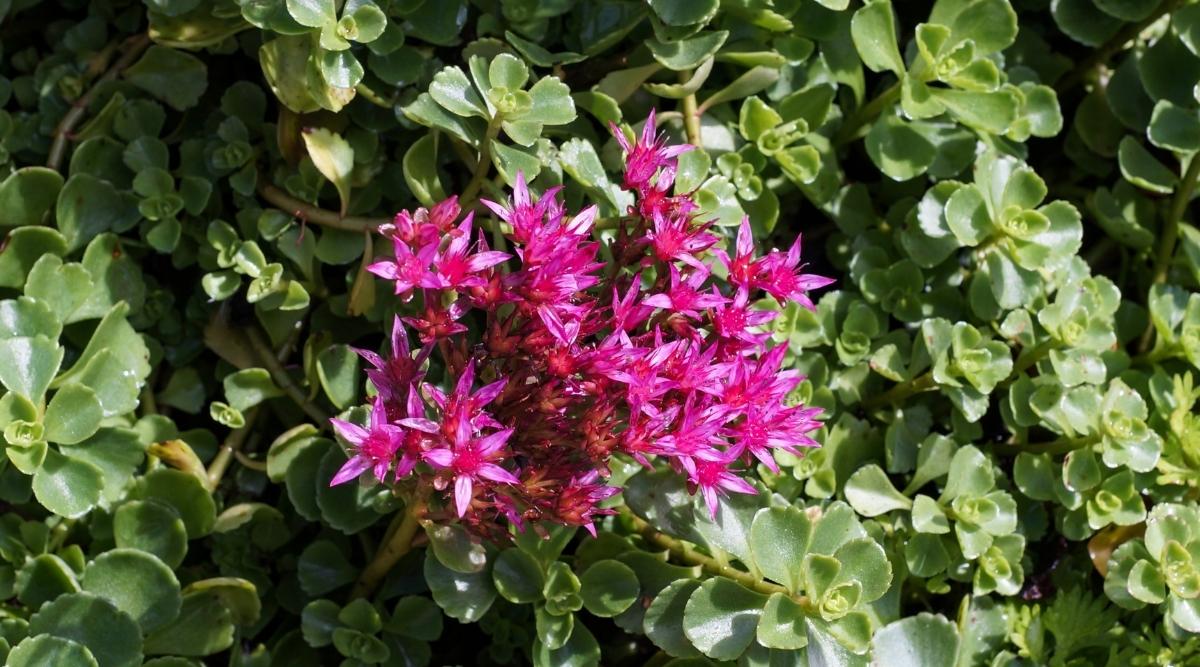 Stonecrop