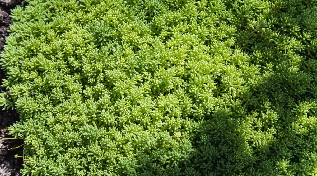 Stonecrops feature green, fleshy leaves that are typically organized in rosette formations. They spread out in close clusters.