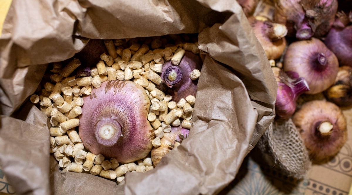 Close-up of Gladiolus bulbs in a paper bag with pine pellets. Gladiolus bulbs have a flattened, and rounded shape and are encased in a purple husk.