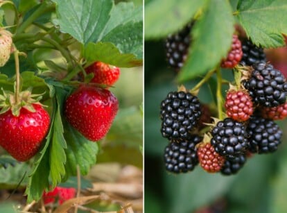 Strawberries and Blackberries in garden growing on leaves