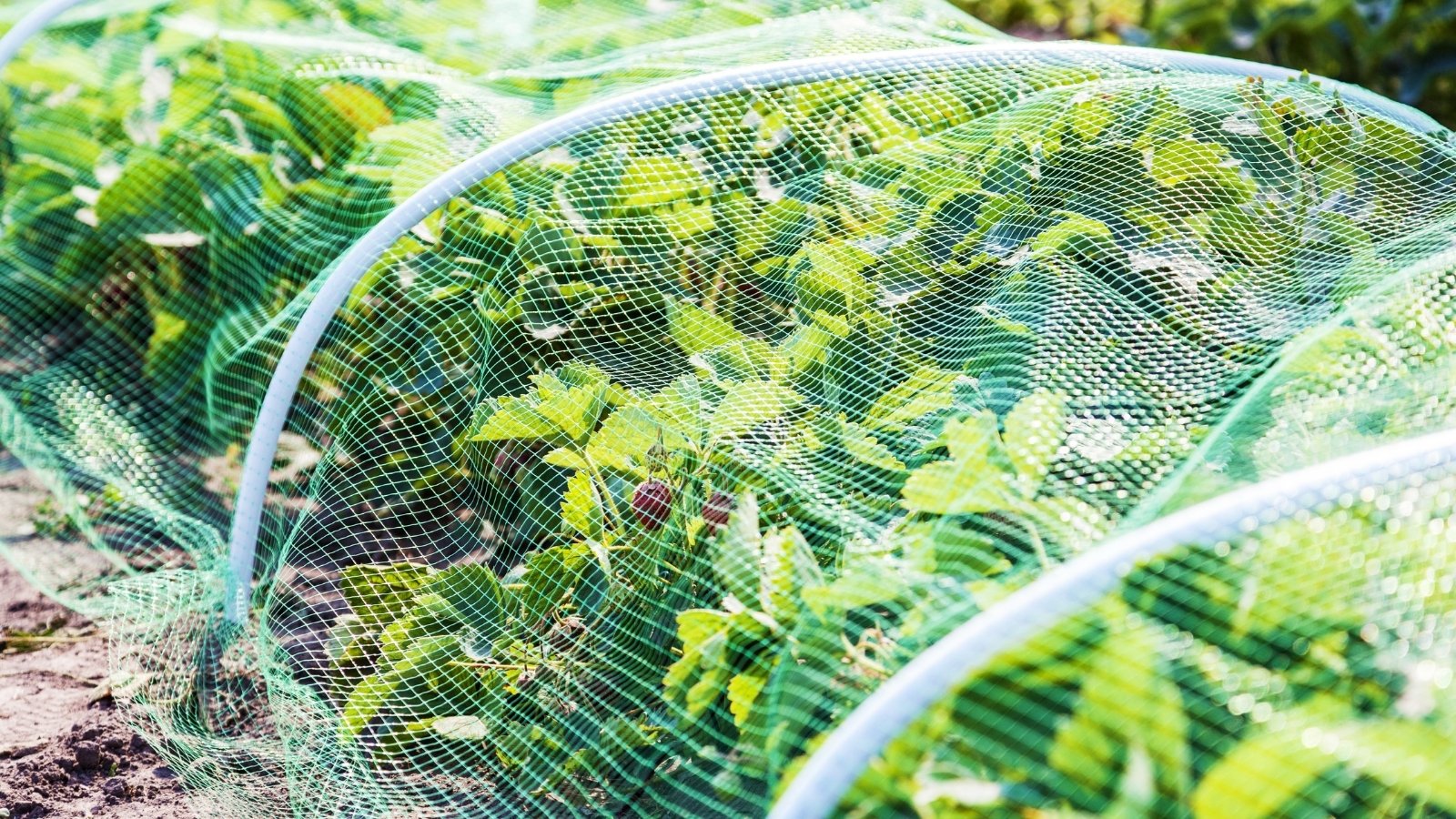 Close-up of a bed of strawberry plants covered with protective shade cloth. Strawberry plants boast dark green, serrated leaves, each leaf composed of three leaflets. The plant produces small, juicy, red, heart-shaped berries.