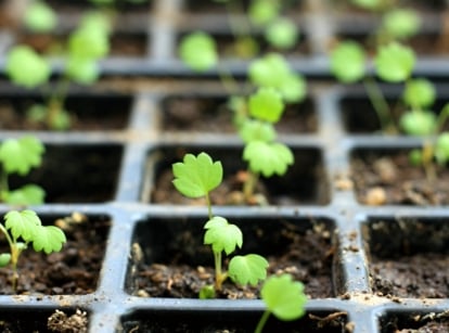 Growing strawberries from seeds. Close-up of a starter tray with young strawberry seedlings. The seedlings are characterized by thin, short stems with small, round leaves with five lobes at the edges.