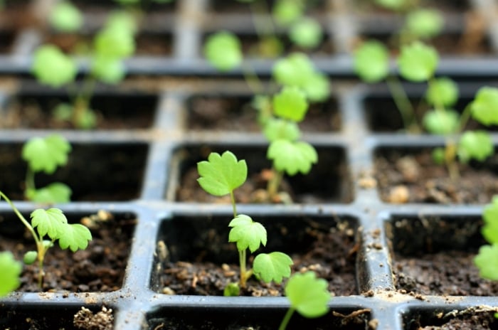 Growing strawberries from seeds. Close-up of a starter tray with young strawberry seedlings. The seedlings are characterized by thin, short stems with small, round leaves with five lobes at the edges.