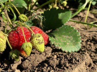 Strawberries Grown in Hardiness Zone 7 Garden in Organic Soil