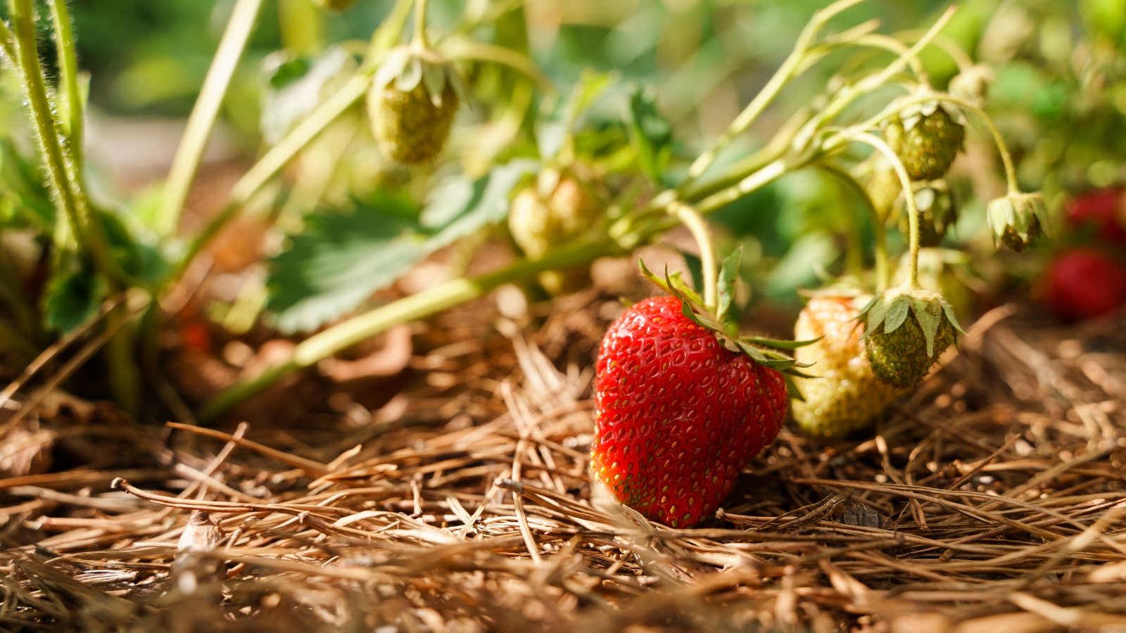 The plant displays a vibrant array of ripe strawberries in varying shades of red, interspersed with unripe green berries among straw mulch.