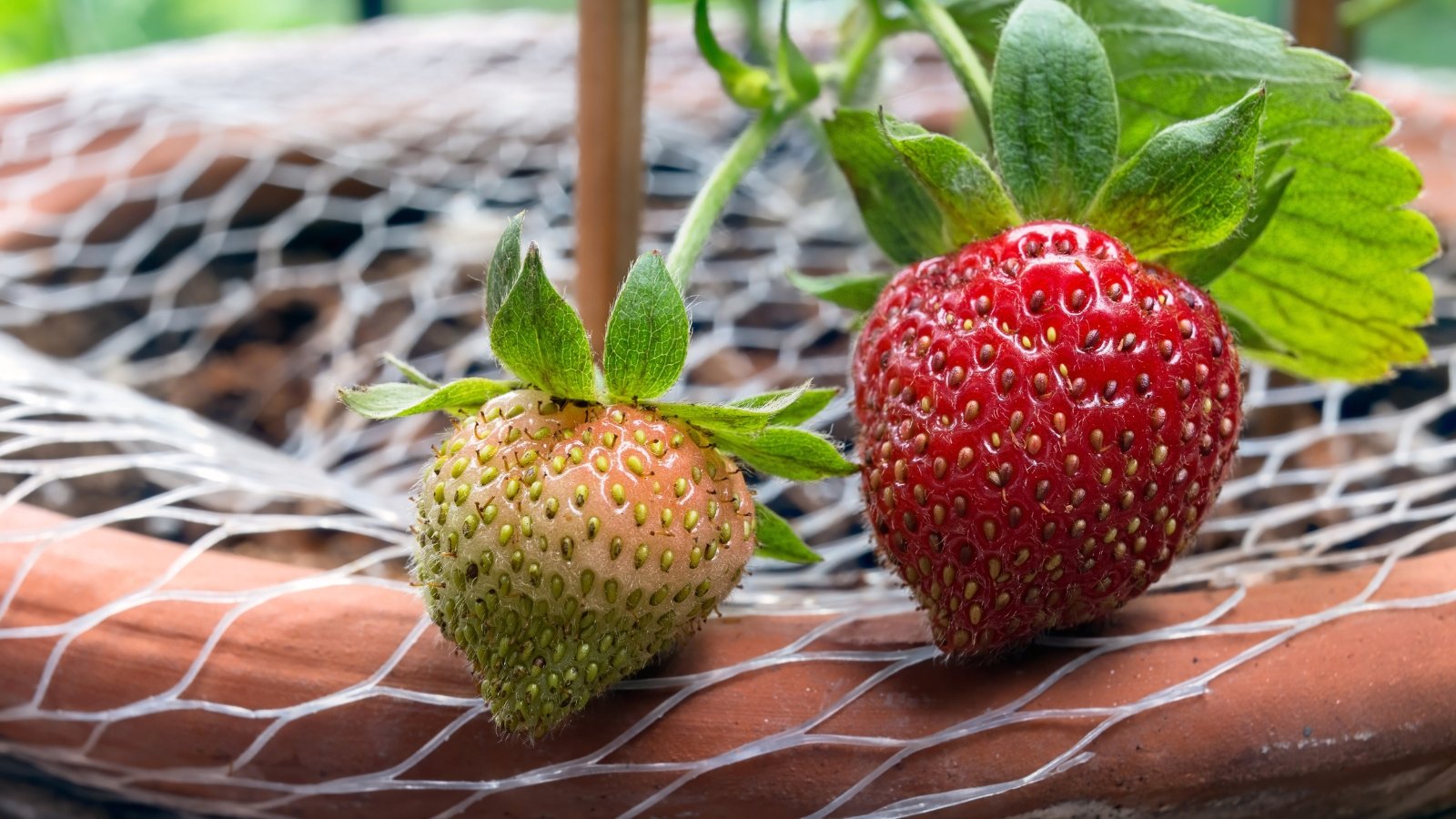 Close-up of ripe and unripe 'Albion' strawberries on a large clay pot with white plastic mesh.