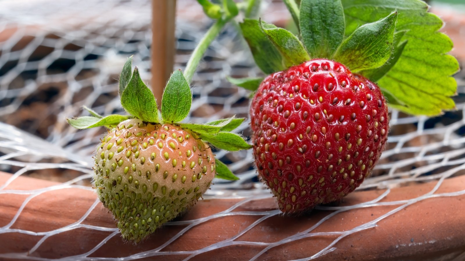 Two strawberries, one fully red and ripe, the other green and unripe, rest on a white netting, positioned above a brown pot, showcasing the stages of growth and ripeness.