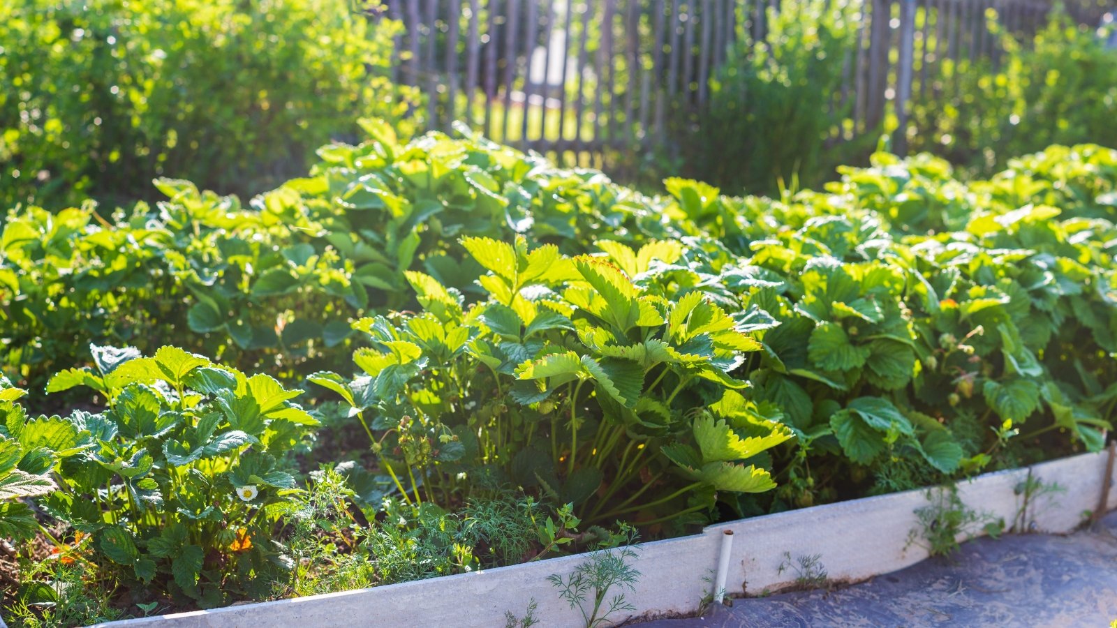 Vibrant strawberry plants basking in golden sunlight, their luscious green leaves soaking up the warmth, a promise of juicy red berries ripening under the nurturing rays of the sun.