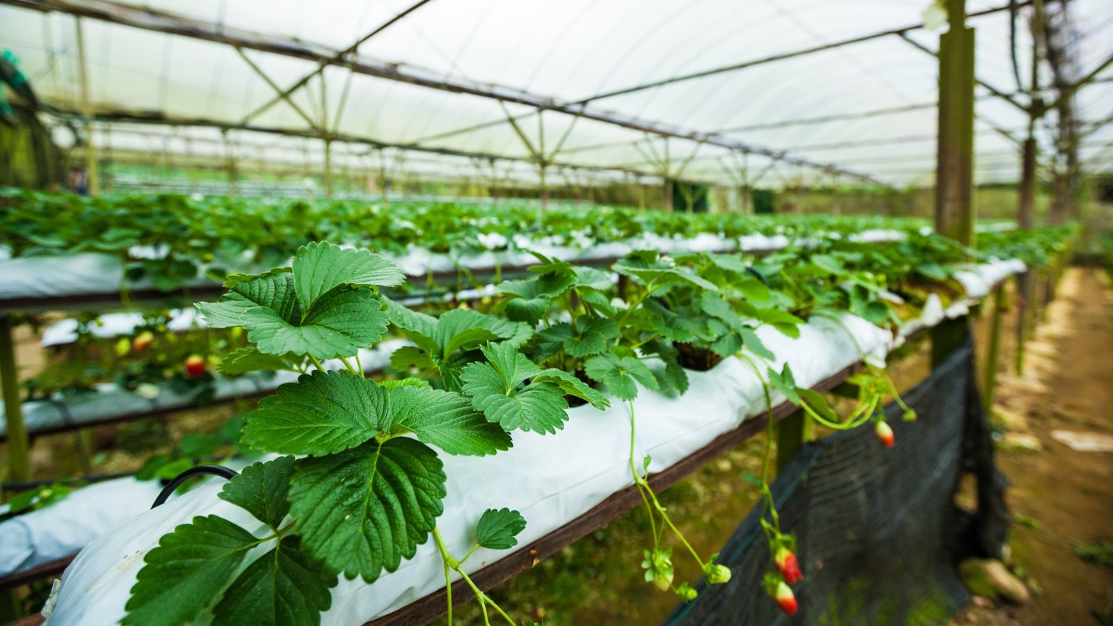 A strawberry farm is shown with branches laden with vibrant green leaves and tiny strawberries just beginning to form, hinting at their future ripeness amidst the lush foliage.