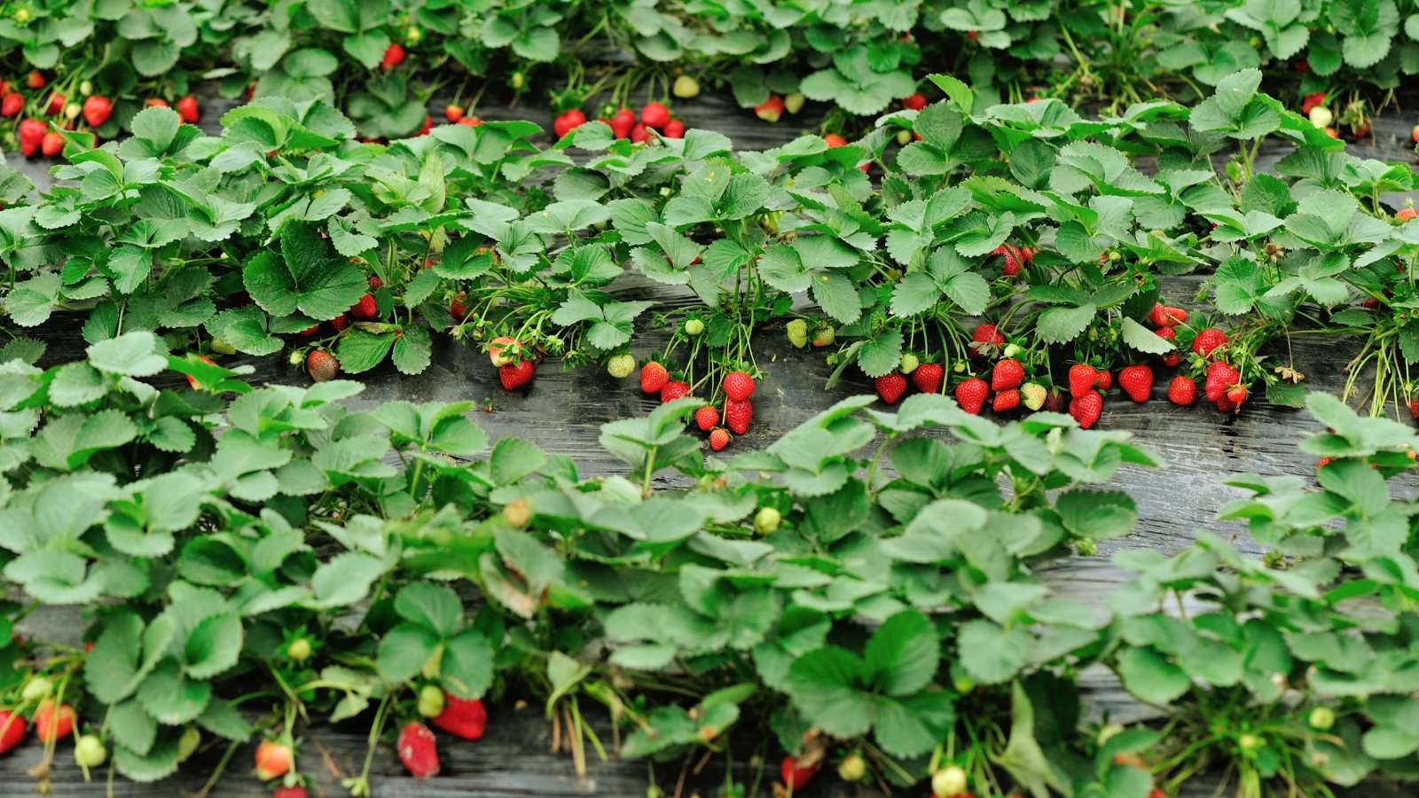 A close-up of the strawberry field shows ripe, red strawberries nestled among lush green leaves, with the raised garden beds covered in black plastic to retain moisture and suppress weeds.