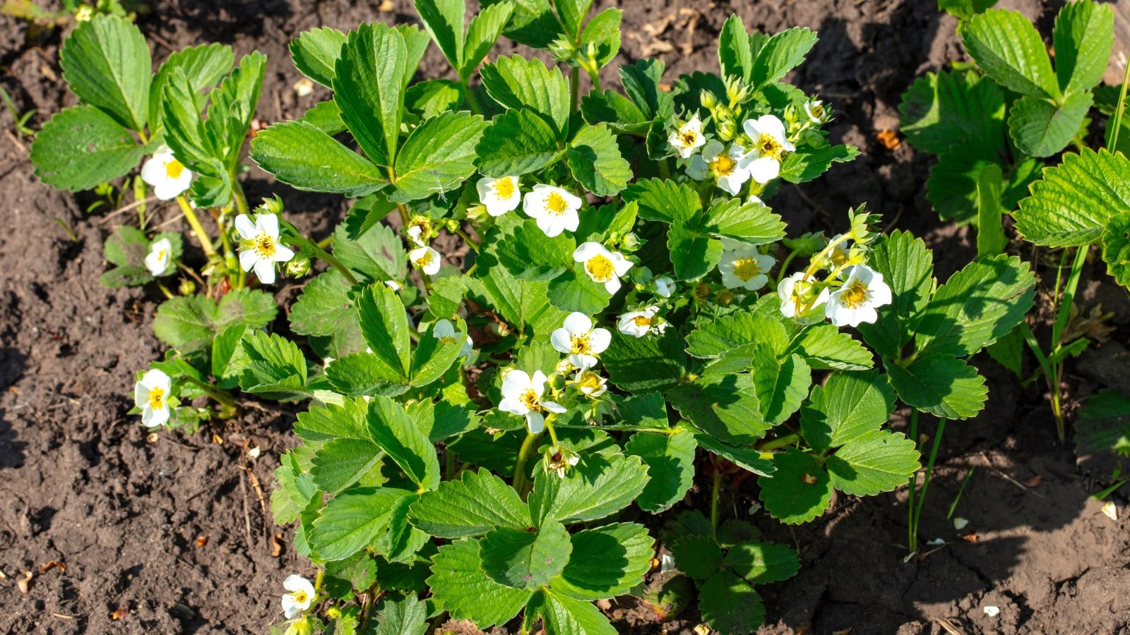 Close-up of flowering strawberry plants in a sunny garden. A flowering strawberry plant is a picturesque sight, adorned with delicate white flowers emerging from the center of a rosette of dark green, serrated leaves. These flowers feature five petals and a vibrant yellow center.