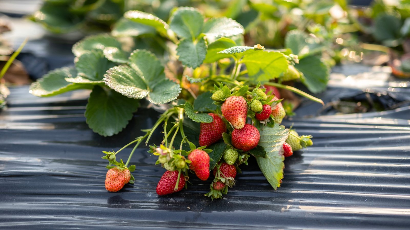 The Strawberry plant features lush, dark green foliage and clusters of vibrant red, juicy fruits nestled among the verdant leaves, on a bed covered with black plastic mulch.