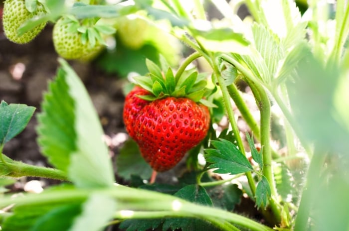 Strawberry Growth. Close-up of a ripe strawberry fruit among green foliage in a sunny garden. The strawberry plant is characterized by bright green, trifoliate leaves arranged in clusters on long stems. The plant bears juicy, red heart-shaped berry which is covered in tiny seeds.