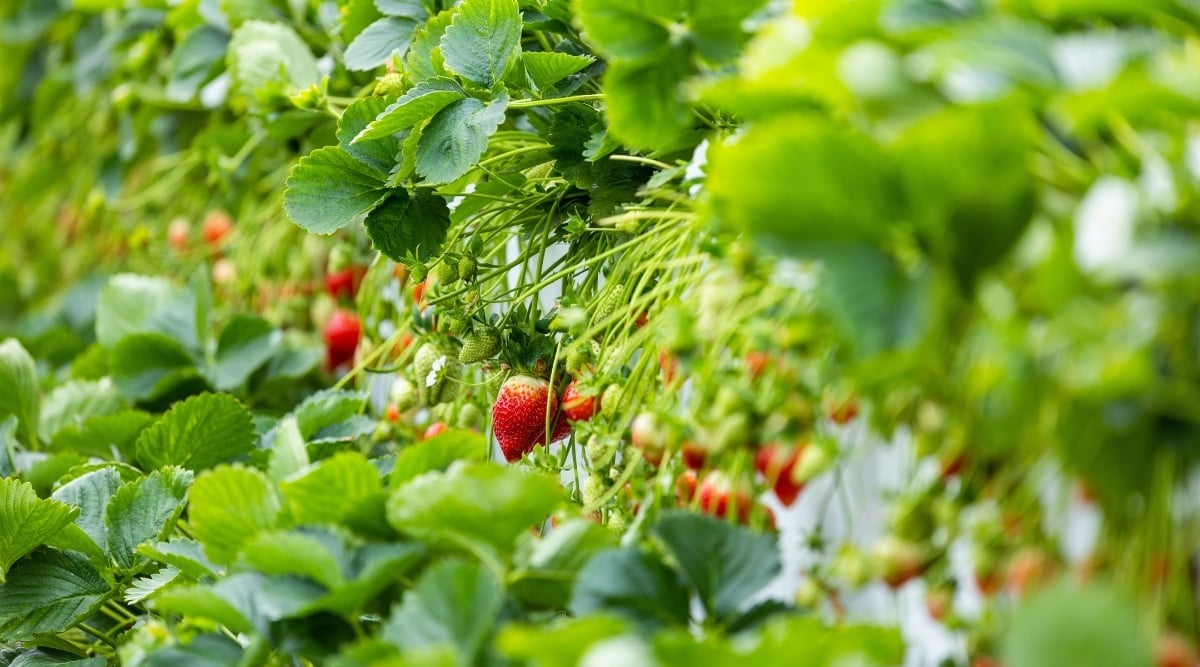 Strawberry plants with small, juicy, and red fruits. Its green leaves are trifoliate, with three oval-shaped leaflets that are serrated along the edges. The plant's stems are thin and green in color.