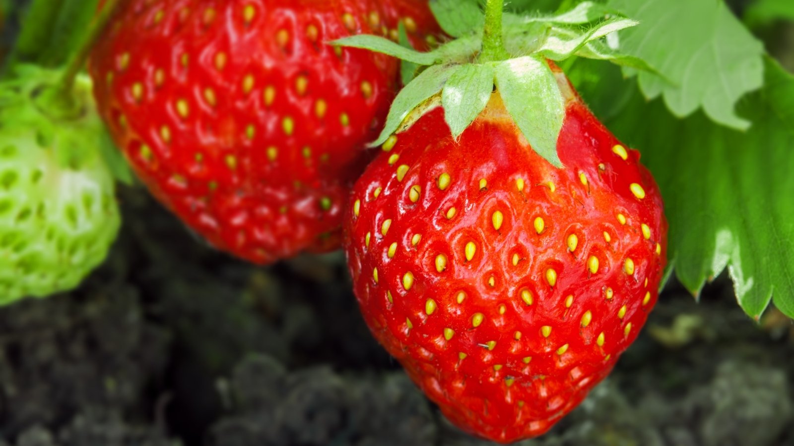 A close-up of strawberries reveals their bright red fruits dotted with seeds, surrounded by green leaves, showcasing the detailed texture and freshness of the berries.