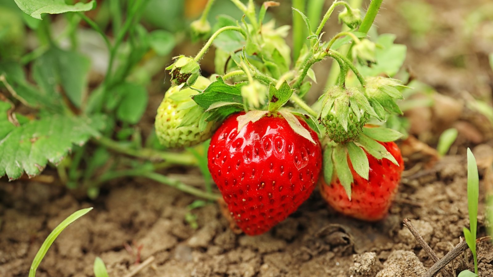 A close-up of strawberry plants featuring ripe red fruits and some unripe green ones, with lush green leaves, all growing in brown soil, illustrating the different stages of fruit development.