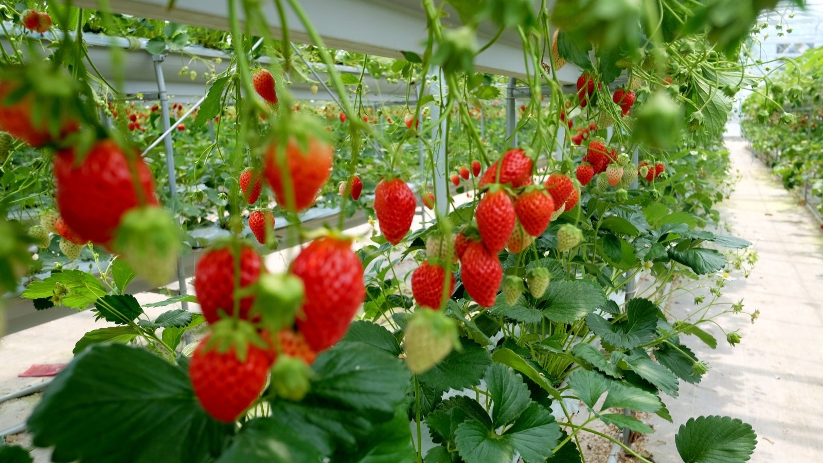 A close-up of strawberry plants on a farm, featuring vibrant green leaves and branches, shows a mix of ripe red strawberries ready for picking and smaller unripe green strawberries still growing.