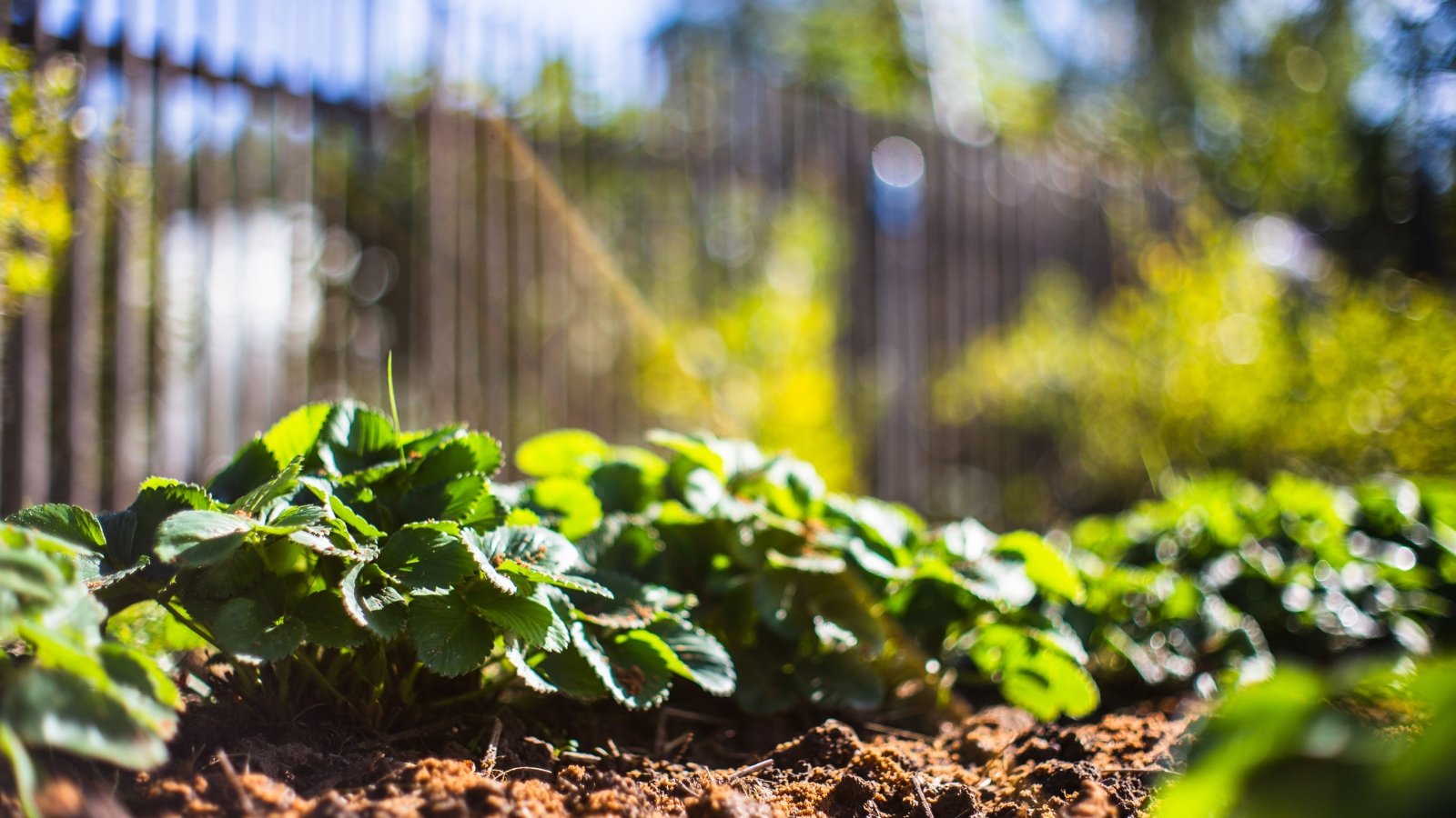 Close-up of young strawberry plants in a sunny garden. Strawberry plants feature dark green leaves that are serrated along the edges, arranged in a rosette pattern close to the ground. The leaves are trifoliate, meaning each leaf is divided into three leaflets.