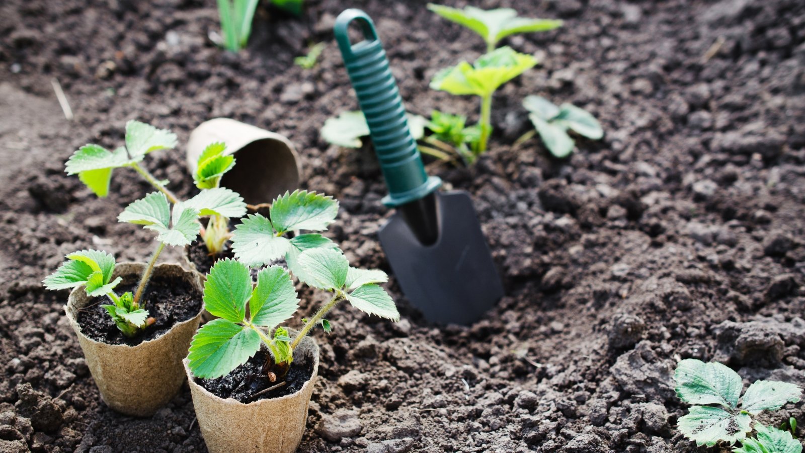 Two potted strawberry seedlings nestle atop rich, dark soil, promising future harvests. Adjacent, a sleek black trowel with green handles rests partly submerged in the earth, ready for nurturing gestures of planting and care.