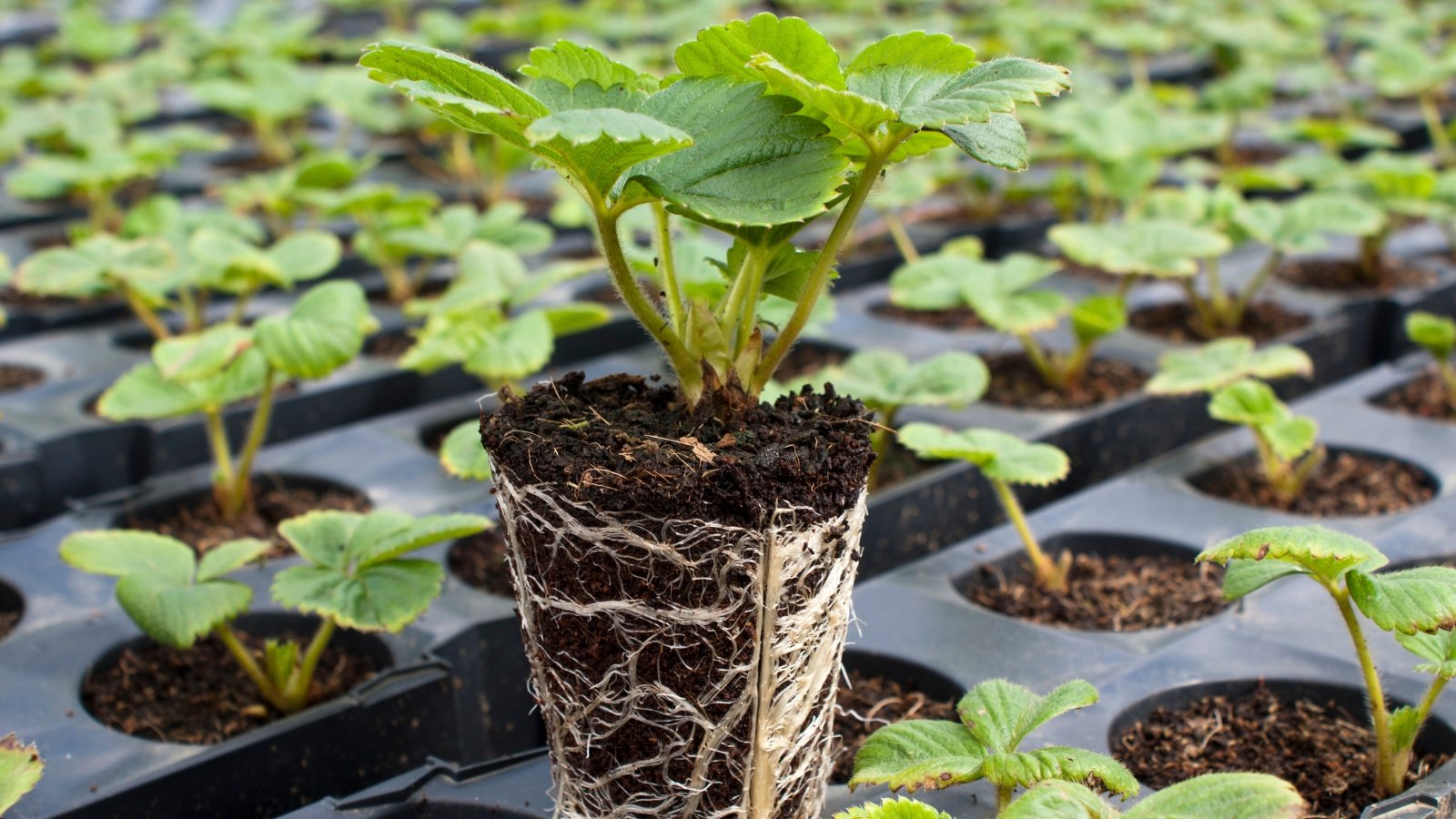 A close-up reveals the delicate leaves of a vibrant strawberry plug plant. Behind it, rows of black seedling trays fade into a blurred background, each filled with tiny strawberry seedlings reaching for the light.