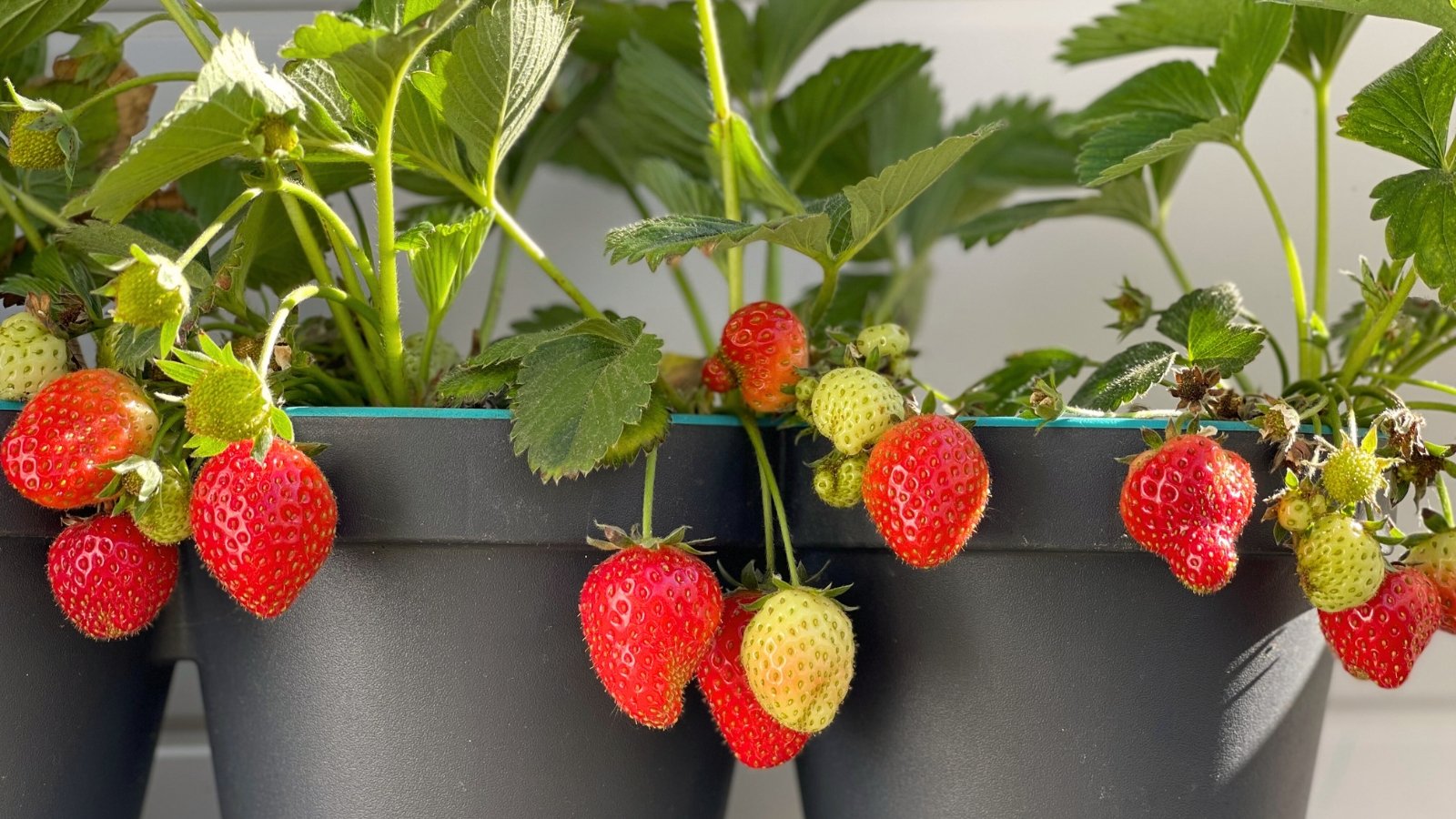 Close-up of three black pots of Fragaria x ananassa ‘Tristar’ plants which feature bright green trifoliate leaves and produces medium-sized, conical-shaped strawberries with a vibrant red coloration