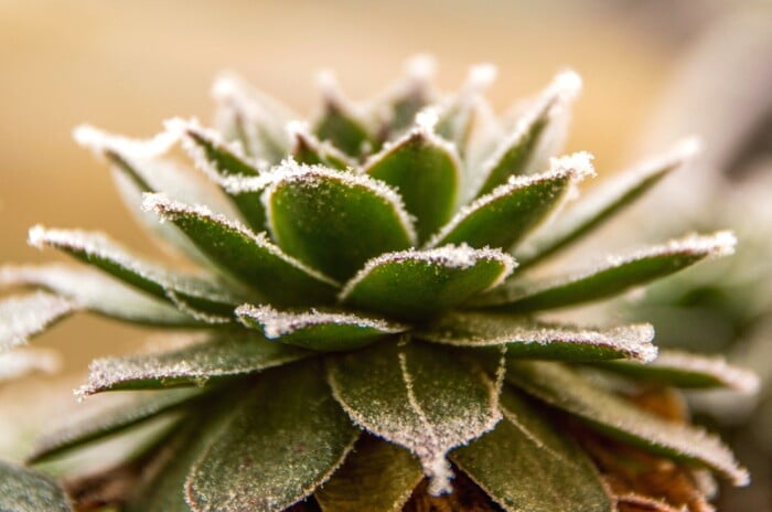 Succulent frost damage. Close-up of a Houseleek, Sempervivum tectorum, covered with frost on a blurred koich background. The plant forms a rosette of succulent, fleshy, triangular leaves of a dark green color with pointed pinkish tips. The leaves are completely covered with a thin layer of frost.