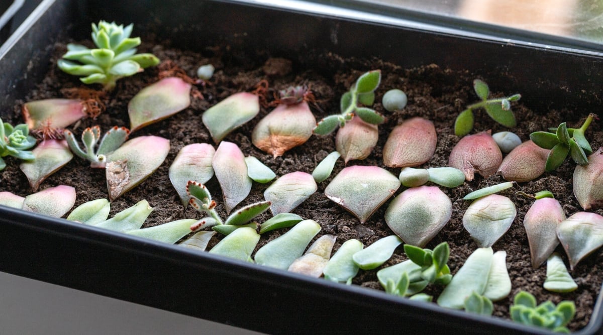 Succulent leaf propagation. Close-up of a black tray filled with potting mix and succulent leaves for propagation. There are two types of leaves. One type of leaves is oval-shaped, fleshy, bluish-green in color with pinkish edges. Another type of leaves forms small rosettes. The leaves are small, oval-shaped, green in color, covered with small downy hairs and have coppery-rusty spots along the edges.