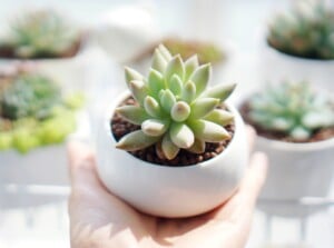 succulent myths