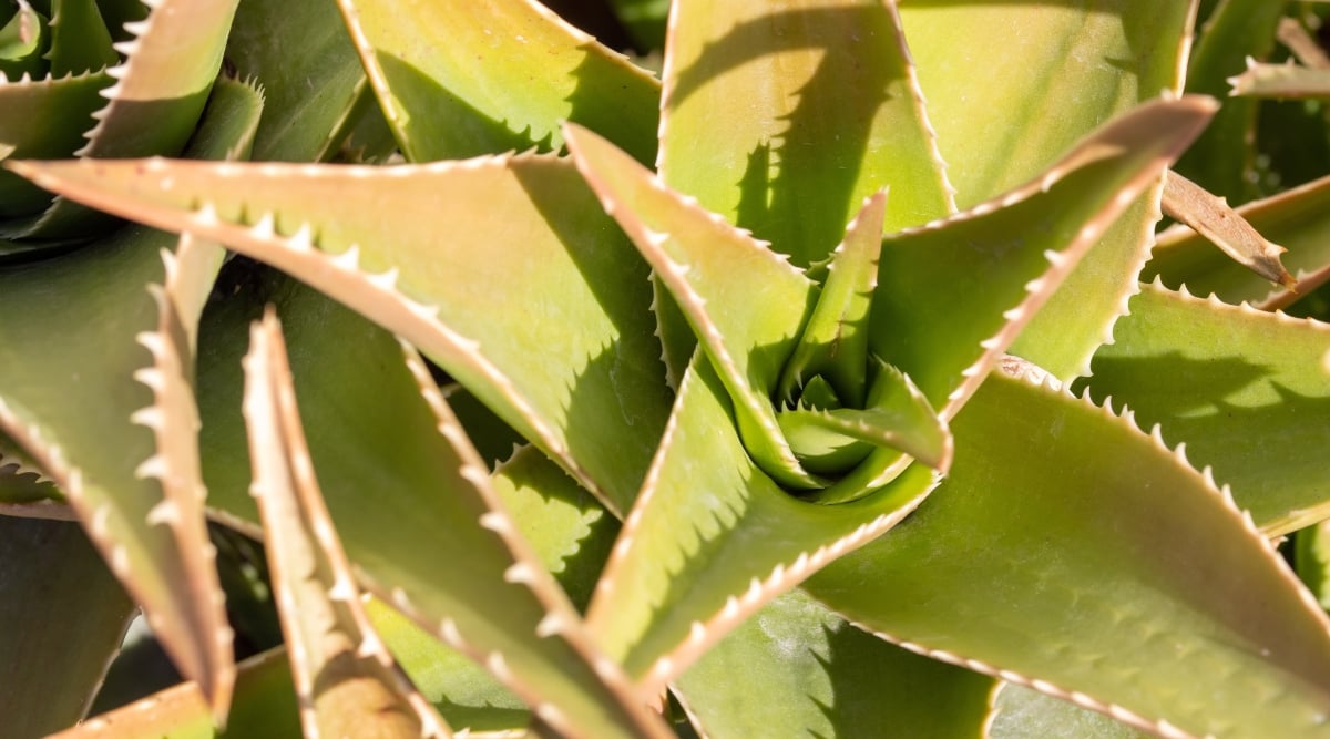 A close-up reveals a cluster of large, fleshy aloe vera leaves with defined edges and spiky thorns, presenting a vibrant green hue. The succulent, sturdy leaves are arranged in a rosette shape, casting shadows under the direct, intense sunlight.
