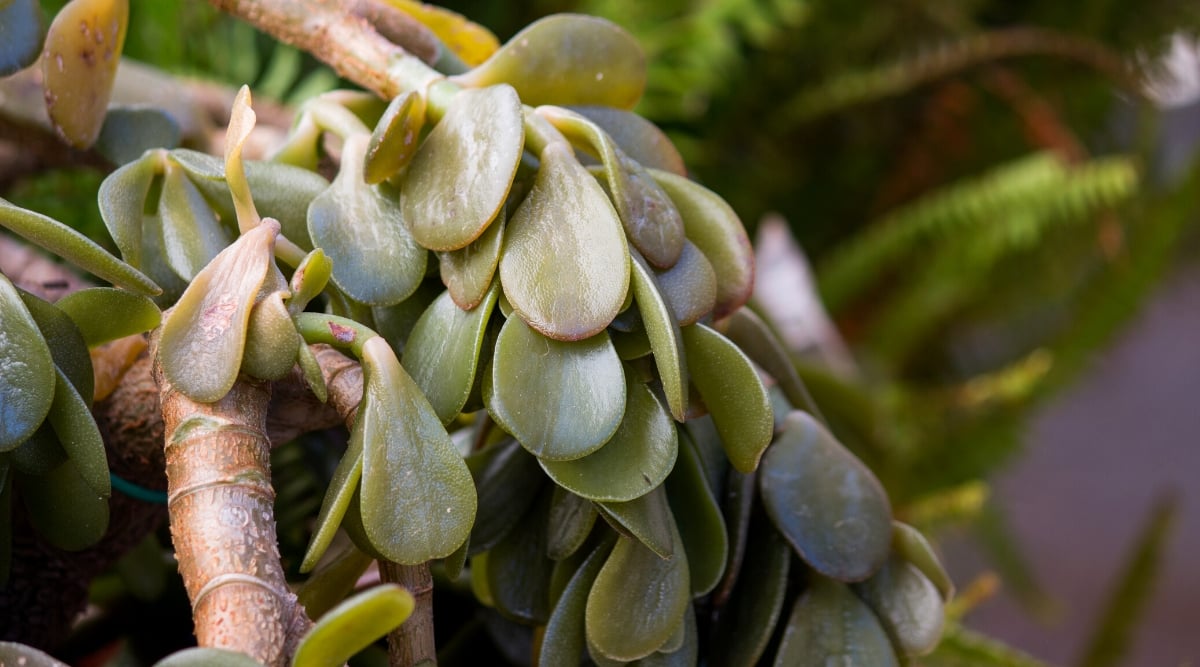 Close-up of a succulent plant ruined by frost. Crassula ovata, commonly known as jade plant, is a succulent plant that produces sturdy, woody stems with round, fleshy leaves the size of a coin. The leaves are wilted, drooping, pale green-gray in color, slightly wrinkled due to frost damage.