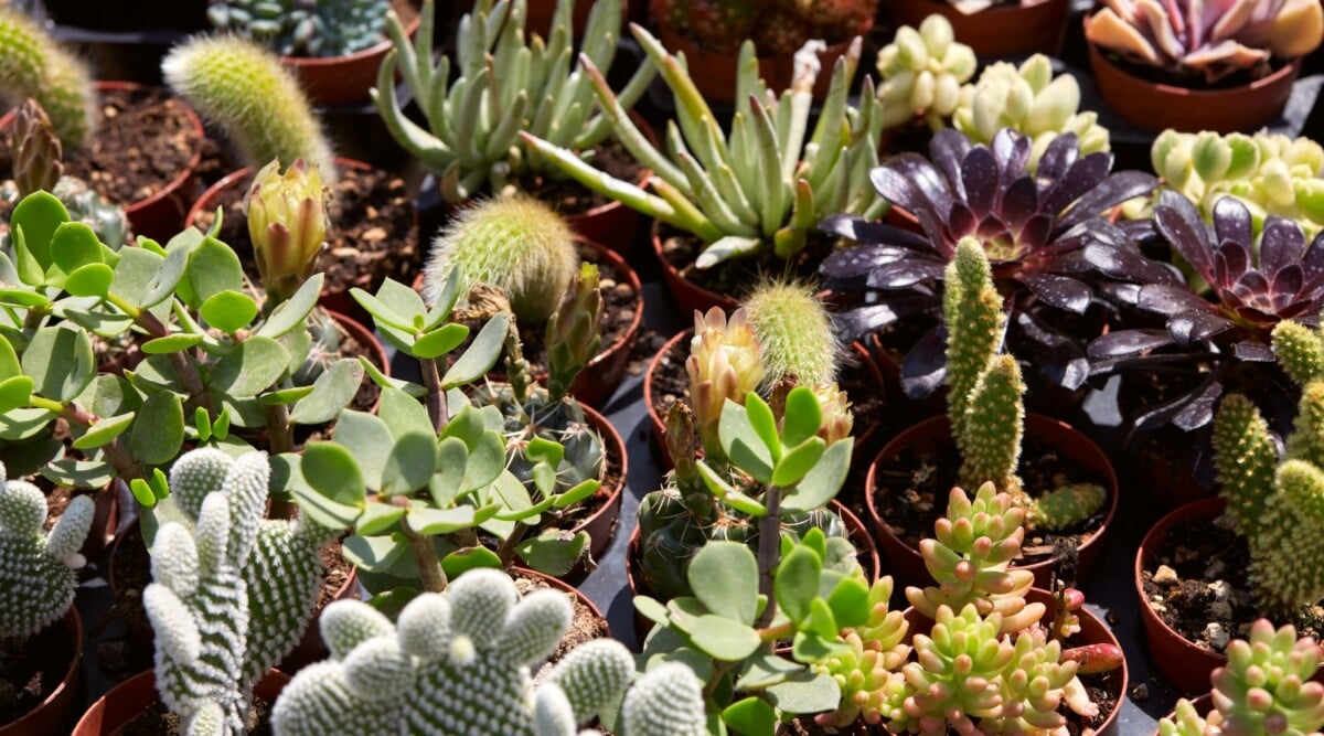 Vibrant young succulents in varied sizes and hues - green, pink, blue, and purple, each showcasing unique shapes. Thriving in compact black pots, they bask in direct sunlight, displaying their resilience and vibrant colors.