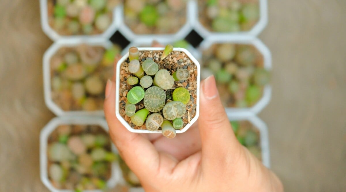 Growing succulents from seed. Close-up of a woman's hand holding a small white pot of Lithops against a blurred background of many pots of Lithops. Lithops are distinctive succulents known for their unique appearance. Resembling small, smooth pebbles, these plants have a pair of fused leaves that form a cleft at the top, creating a cactus-like cleft or slit. The leaves have different patterns, textures and colors from green to gray.