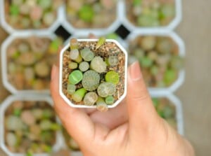 Growing succulents from seed. Close-up of a woman's hand holding a small white pot of Lithops against a blurred background of many pots of Lithops. Lithops are distinctive succulents known for their unique appearance. Resembling small, smooth pebbles, these plants have a pair of fused leaves that form a cleft at the top, creating a cactus-like cleft or slit. The leaves have different patterns, textures and colors from green to gray.