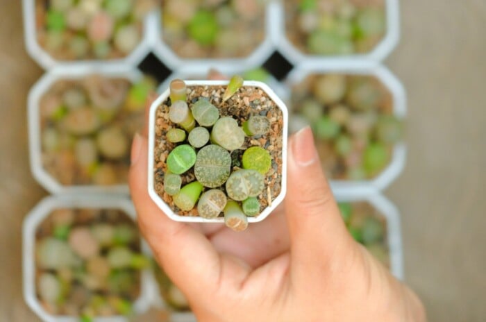 Growing succulents from seed. Close-up of a woman's hand holding a small white pot of Lithops against a blurred background of many pots of Lithops. Lithops are distinctive succulents known for their unique appearance. Resembling small, smooth pebbles, these plants have a pair of fused leaves that form a cleft at the top, creating a cactus-like cleft or slit. The leaves have different patterns, textures and colors from green to gray.