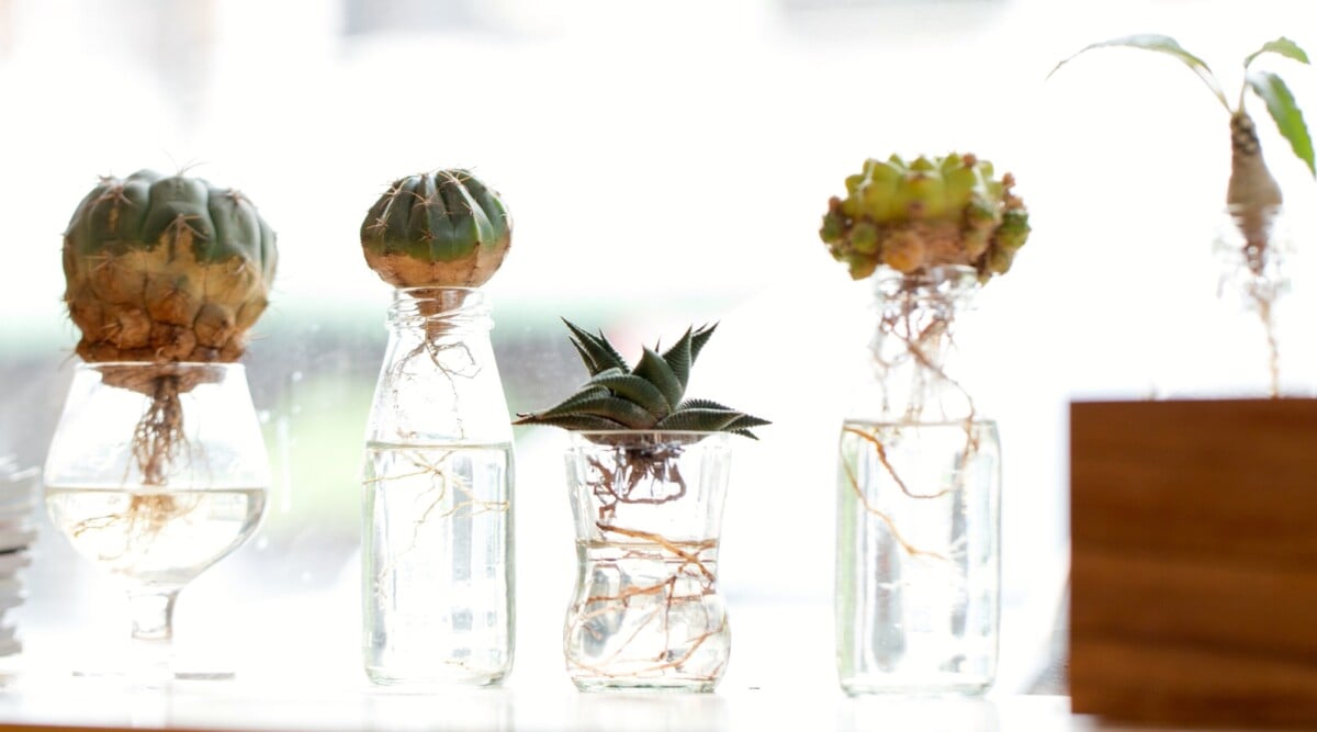 View of cacti and succulents grow in water on a light windowsill. Moon Cactus and Haworthiopsis limifolia grow in tall glass bottles, jars and glasses filled with water. Haworthiopsis limifolia is small, rosette-forming plant features tightly packed, upright leaves that are triangular in cross-section and covered with pronounced, raised ridges resembling the texture of a file or washboard. The Moon Cactus is a small, globular cactus with sharp yellowish-brown spines on its ribs.