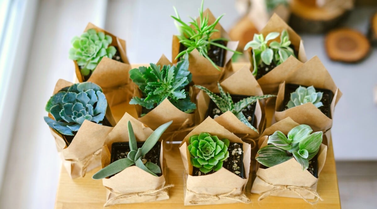 Vivid green succulents arranged in petite brown eco-friendly paper pots, nestled within rich dark soil. Each delicate succulent is adorned with neat brown ribbons, enhancing their charm. These potted succulents rest on a warm brown table.