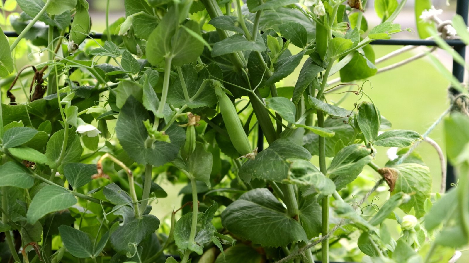 Close-up of Sugar snap pea growing in a garden. Sugar snap peas are characterized by their plump, crisp pods, vibrant green in color with a slight curvature. Sugar snap pea vines feature thin, curling tendrils that help them climb and intertwine. The leaves of sugar snap pea plants are typically composed of several pairs of oval-shaped leaflets arranged opposite each other along the stem. The leaflets are a lush green color and have a slightly waxy texture.