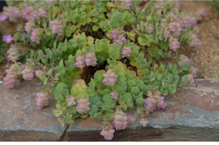 An oregano plant thrives in a stone garden bed, its green leaves sprawling gracefully. Among them, delicate purple flowers add a pop of color, creating a picturesque scene of natural harmony and beauty in the garden.