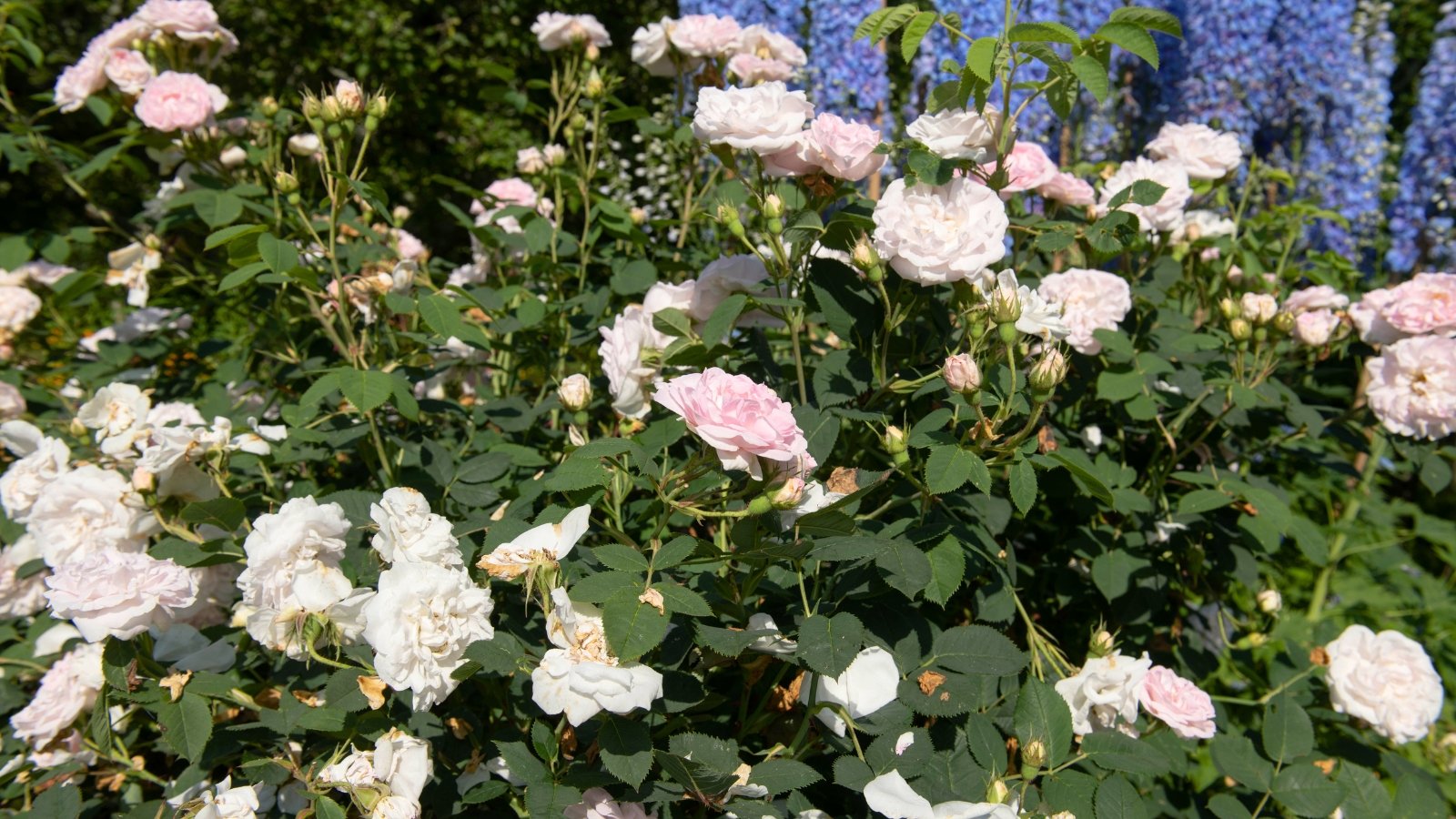 View of a blooming rose bush against a background of blooming blue delphiniums, which displays romantic, light pink flowers with densely packed petals, paired with lush, deep green leaves on graceful, thorny stems.