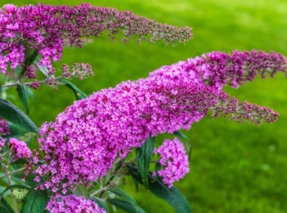 A close-up reveals butterfly bush branches adorned with purple flower clusters, accompanied by vibrant green leaves, set against a backdrop of lush, blurred grasses, highlighting the plant's natural beauty and delicate features.