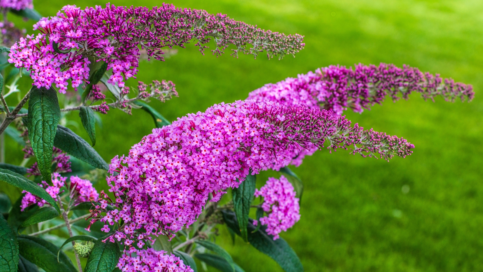 A close-up reveals butterfly bush branches adorned with purple flower clusters, accompanied by vibrant green leaves, set against a backdrop of lush, blurred grasses, highlighting the plant's natural beauty and delicate features.