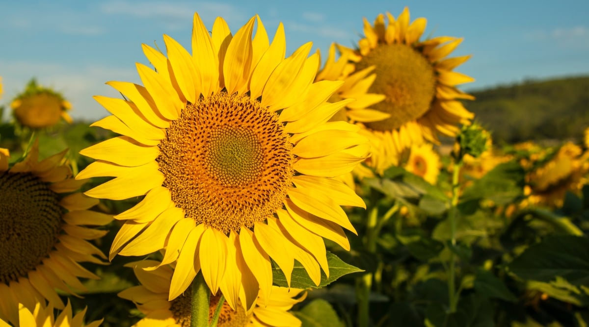 A sunflower's golden face basks in the soft glow of sunrise, its petals like rays radiating against a backdrop of hazy blue sky. A sea of sunflowers stretches behind, their cheerful faces turned towards the sun, creating a vibrant tapestry of nature's beauty.

