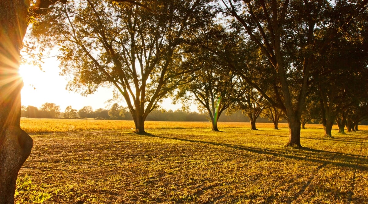  A serene grove of mature pecan trees stands majestically in a vast, open pasture. The dappled sunlight of a lazy afternoon bathes the pecan trees in a warm, golden hue, casting enchanting shadows on the soft grass below.
