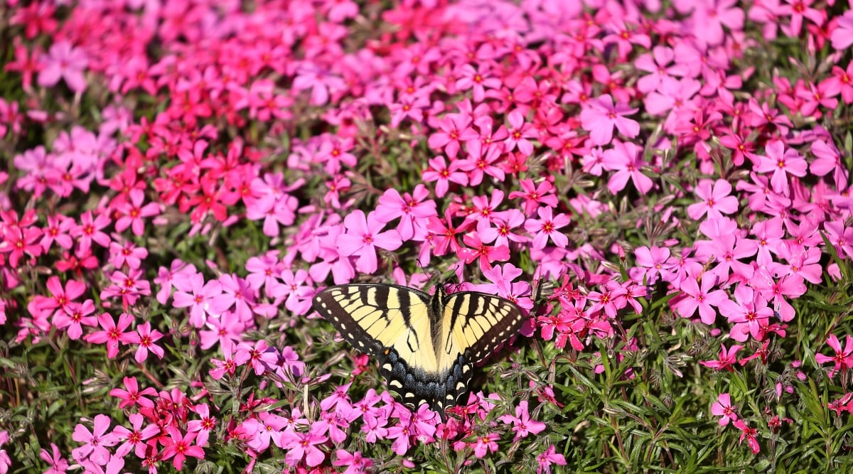 Close-up of Swallowtail feeding on Creeping Phlox in the garden. The Swallowtail butterfly boasts wings adorned with vibrant patterns and colors. The wings showcase a mix of black, yellow, and blue hues, with intricate markings resembling eyespots and distinctive tails on the hindwings resembling a swallow's tail. Creeping Phlox (Phlox subulata) is a low-growing perennial ground cover. The plant forms dense mats of needle-like evergreen foliage, creating a lush carpet. Creeping Phlox bursts into a profusion of small, five-petaled pink flowers.