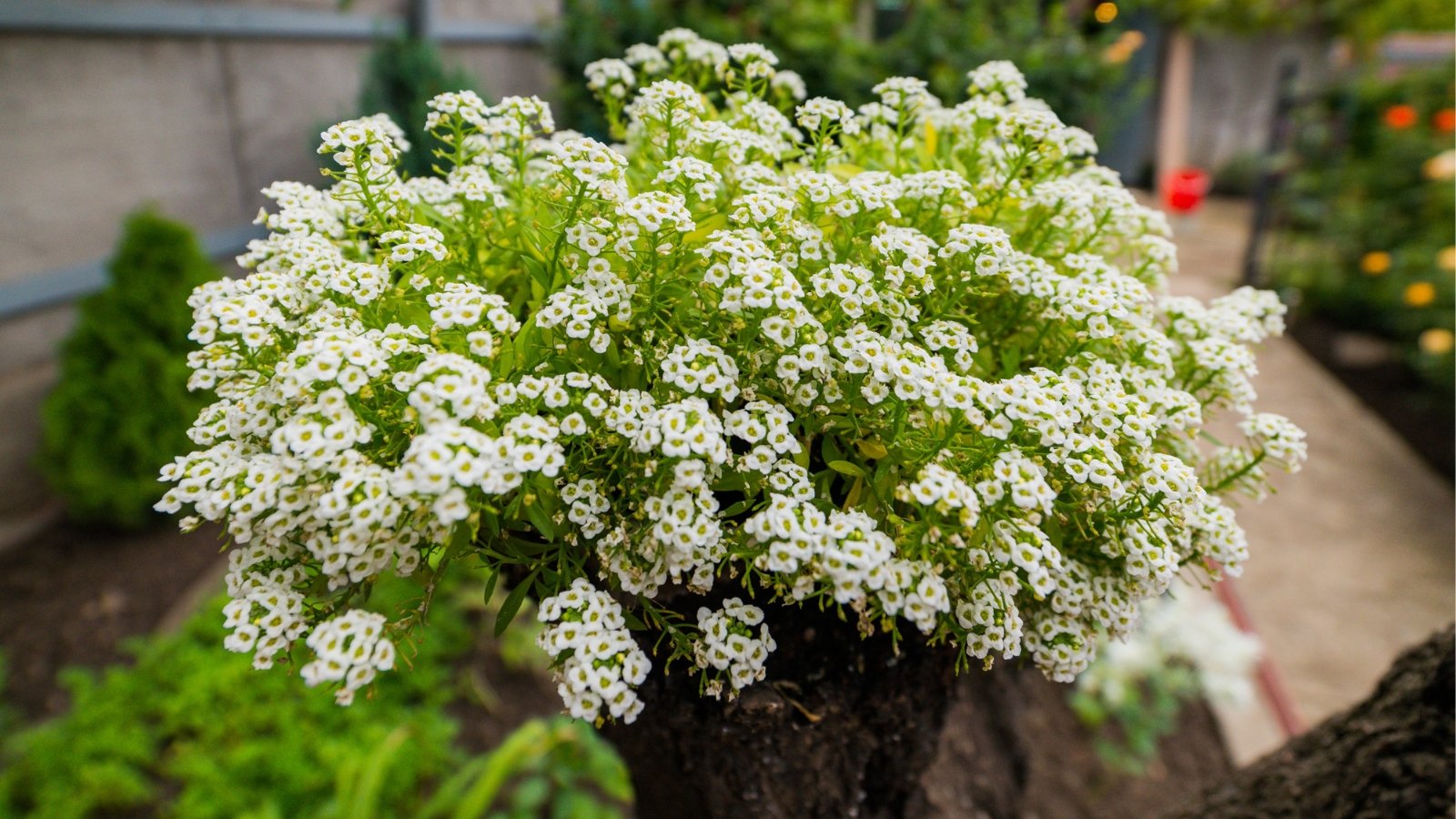 Delicate white alyssum flowers bloom elegantly, contrasting with the softly blurred outlines of surrounding plants, creating a tranquil and harmonious scene in the garden.