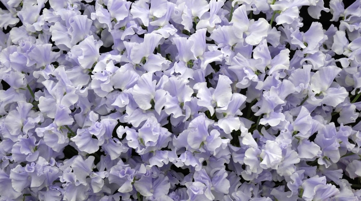 Sweet Pea