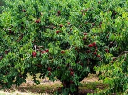 Lush and dense foliage adorns the petite 'Black Tartarian' cherry tree, bearing crimson cherries. The foliage drapes elegantly, almost brushing the earth below, evoking a sense of natural splendor and bounty.