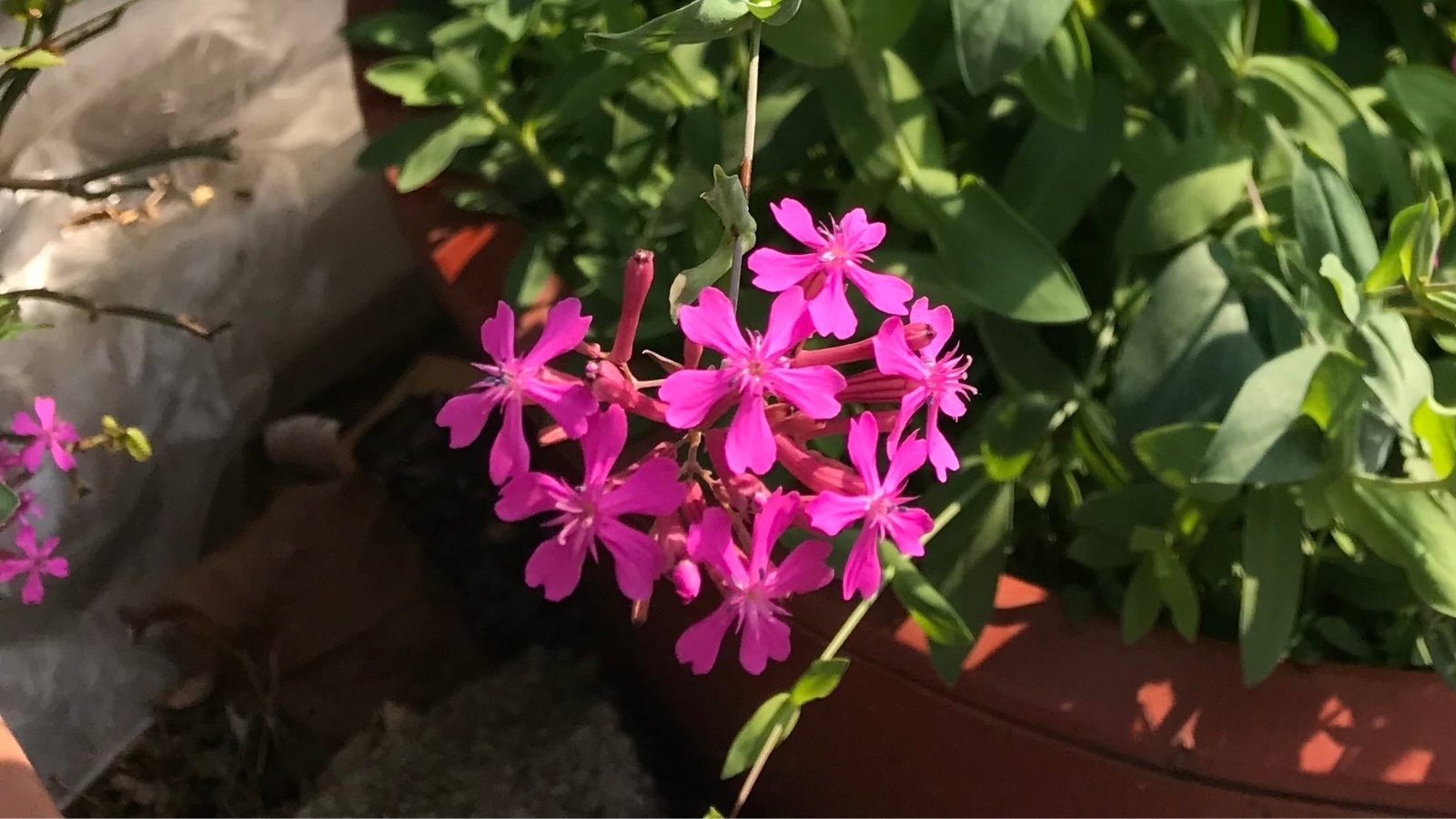 A potted plant sits, its leaves lush and vibrant, adorned with a cluster of vivid purple flowers, adding a pop of color to any space.