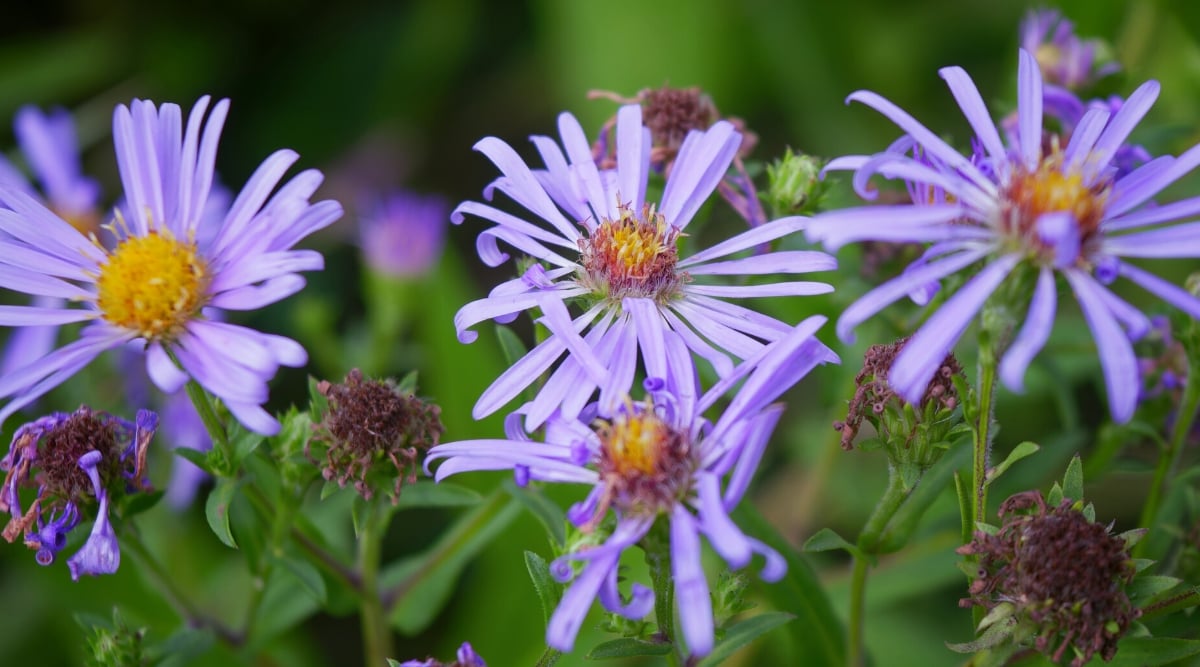 Close-up of blooming Symphyotrichum grandiflorum in a garden, against a blurred green background. Symphyotrichum grandiflorum, commonly known as large-flowered aster or western aster, is a perennial wildflower. The plant has lanceolate leaves, dark green and slightly hairy. Symphyotrichum grandiflorum produces profuse clusters of daisy-like flowers at the ends of the stems. The flowers are lavender-violet-blue. Each flower consists of numerous ray inflorescences surrounding the yellow center.